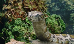 ilm_harry_potter_snake